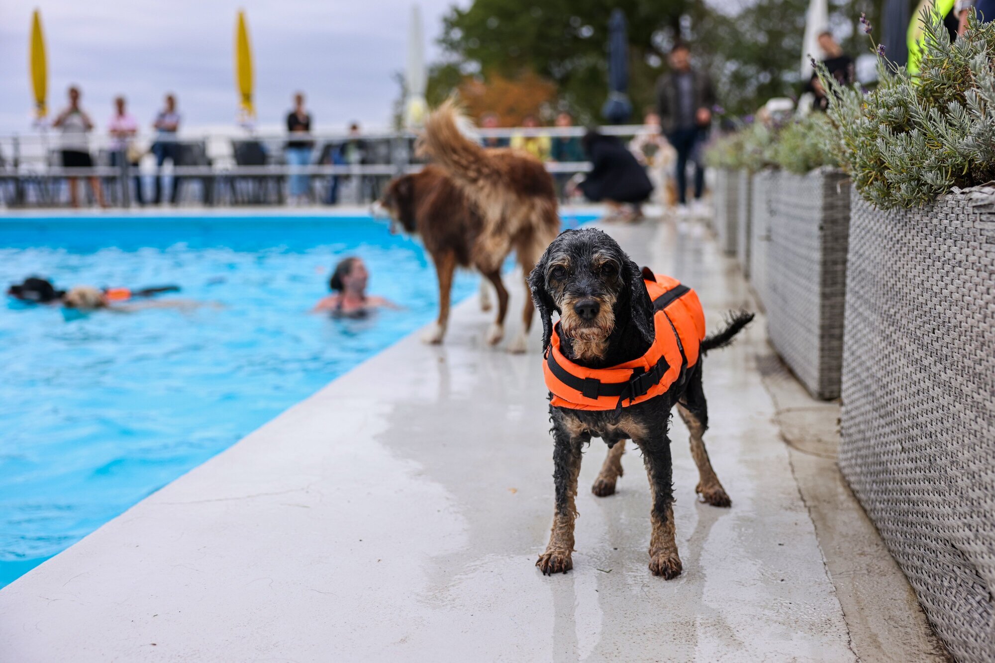 Water fun for four-legged friends in Winnenden: The best pictures from the ...