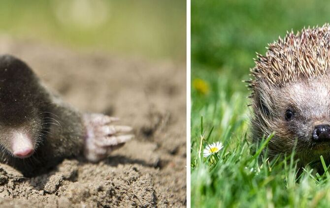 Maulwurf und Igel