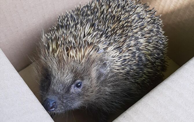 Der Igel ist wieder munter: dank Carmen-Caterina Eßlinger, die ihn aufgepäppelt hat.