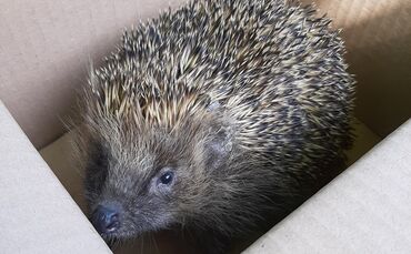 Der Igel ist wieder munter: dank Carmen-Caterina Eßlinger, die ihn aufgepäppelt hat.