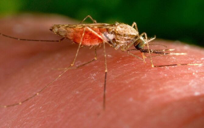 Anopheles-gambiae-Mücke