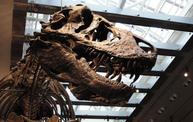 Zahnanalyse bestätigt: Der T. rex war Warmblüter
