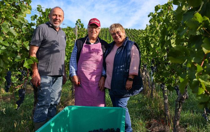 Mino Valenti (90) aus Südtirol packt immer an, wenn in den Weinbergen von Roland und Martina Mayer aus Gundelsbach die Weinlese