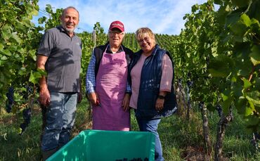 Mino Valenti (90) aus Südtirol packt immer an, wenn in den Weinbergen von Roland und Martina Mayer aus Gundelsbach die Weinlese 