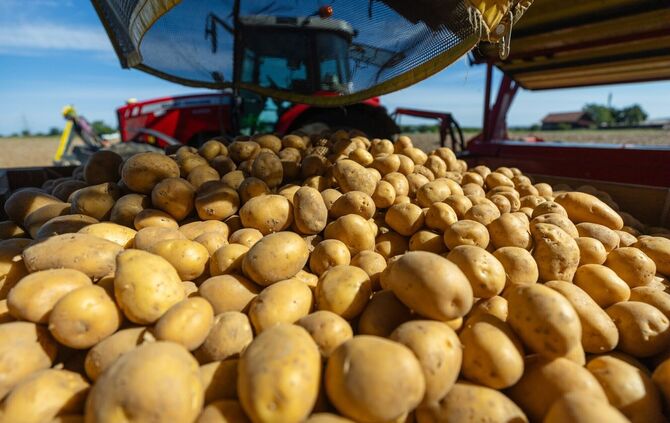Rund 3,11 Millionen Tonnen Kartoffeln könnten fehlen. (Archivbild)