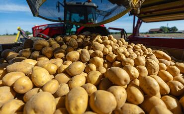 Rund 3,11 Millionen Tonnen Kartoffeln könnten fehlen. (Archivbild)