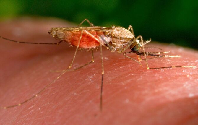 Anopheles-gambiae-Mücke