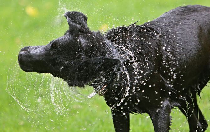 Zum Ende der Freibad-Saison dürfen die Hunde noch einmal ausgiebig planschen (Symbolbild).