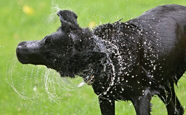 Zum Ende der Freibad-Saison dürfen die Hunde noch einmal ausgiebig planschen (Symbolbild).