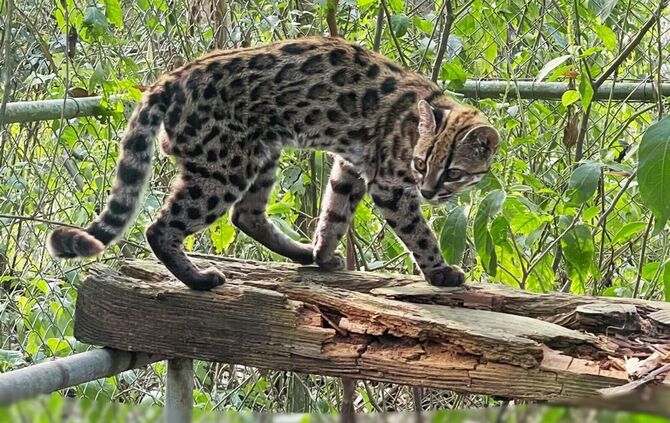 Neue Katzenart in Bolivien entdeckt