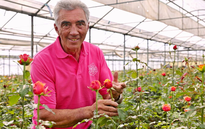 Peter Schwarzkopf kultiviert Rosen in Fellbach und ist Kreisgärtnermeister des Rems-Murr-Kreises.