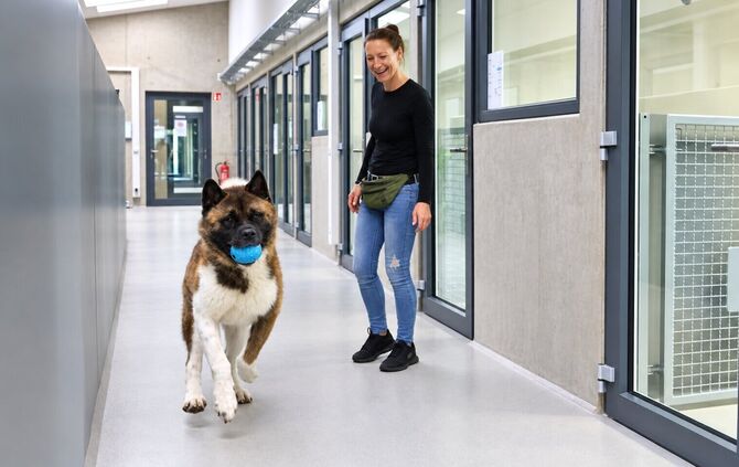 Yuki, ein amerikanischer Akita, flitzt mit seinem Ball durch den geräumigen Flur im neuen Tierheim. Tierheimleiterin Manuela Dil