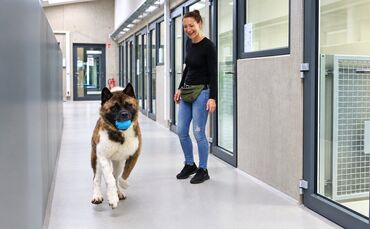 Yuki, ein amerikanischer Akita, flitzt mit seinem Ball durch den geräumigen Flur im neuen Tierheim. Tierheimleiterin Manuela Dil