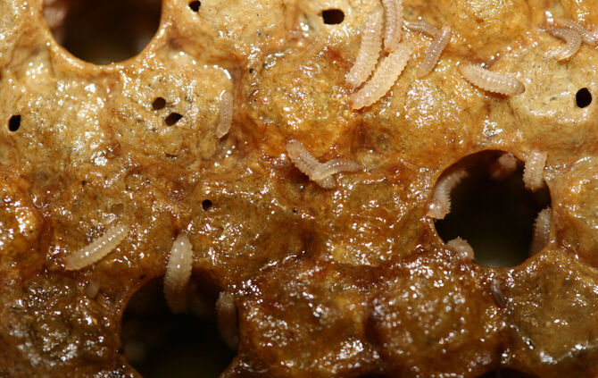 Die Larven des Kleinen Beutenkäfers sind auf und in den Waben der Honigbienen.