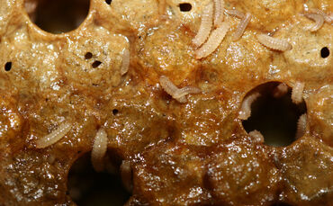 Die Larven des Kleinen Beutenkäfers sind auf und in den Waben der Honigbienen.