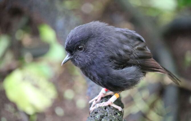 Chathamschnäpper ist Vogel des Jahres in Neuseeland