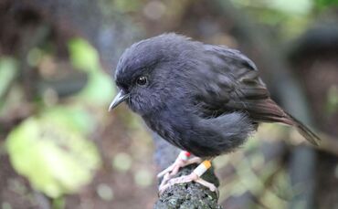 Chathamschnäpper ist Vogel des Jahres in Neuseeland