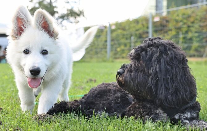 Wer einen Hund hält, zahlt auch in Welzheim Steuer. (Symbolbild)
