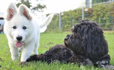 Wer einen Hund hält, zahlt auch in Welzheim Steuer. (Symbolbild)