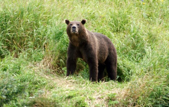 Kamtschatka-Braunbär