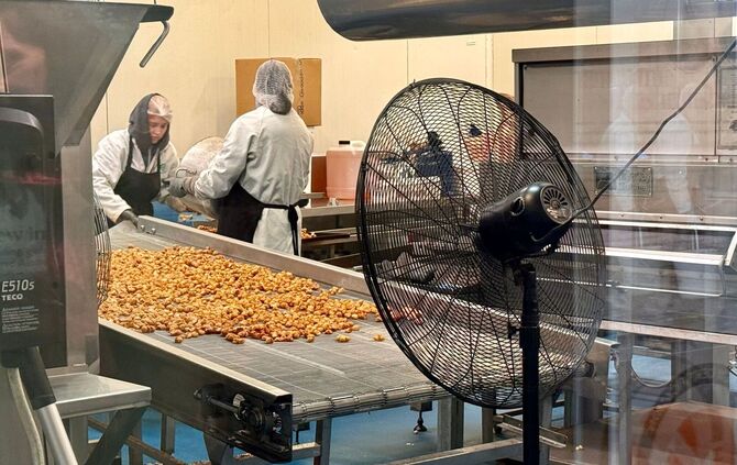 Macadamias in Australien