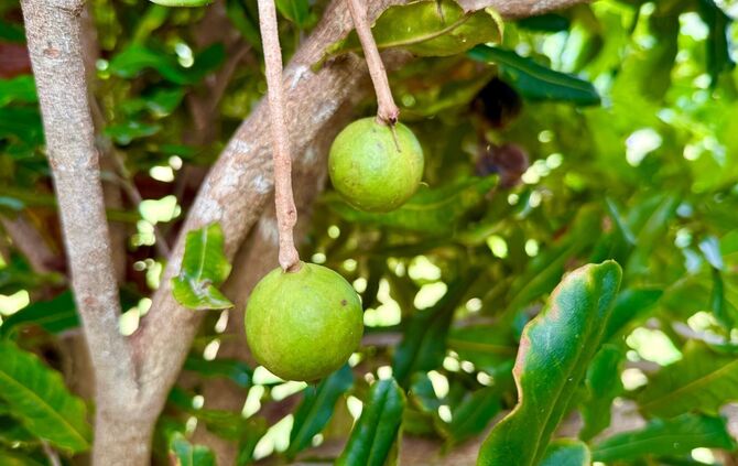 Macadamias in Australien