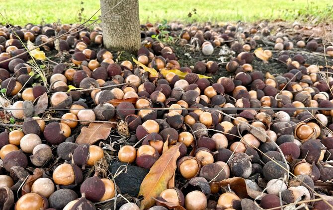Macadamias in Australien