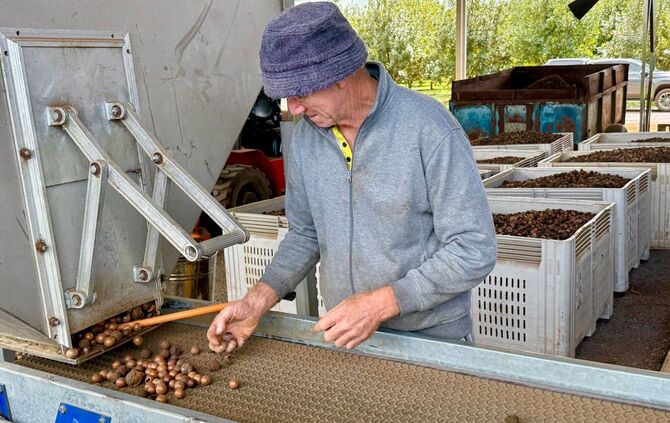Macadamias in Australien