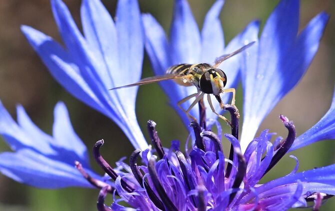 Blühflächen entlang von Straßen bieten Nahrung und Lebensraum für Insekten, doch es werden nicht mehr alle Standorte gepflegt, d