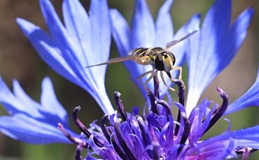 Blühflächen entlang von Straßen bieten Nahrung und Lebensraum für Insekten, doch es werden nicht mehr alle Standorte gepflegt, d