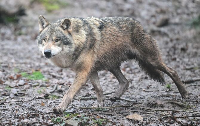 Wolf