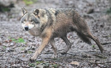 Wolf