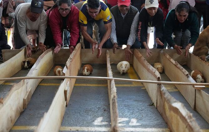 Meerschweinchenrennen in Ecuador