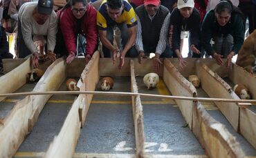 Meerschweinchenrennen in Ecuador