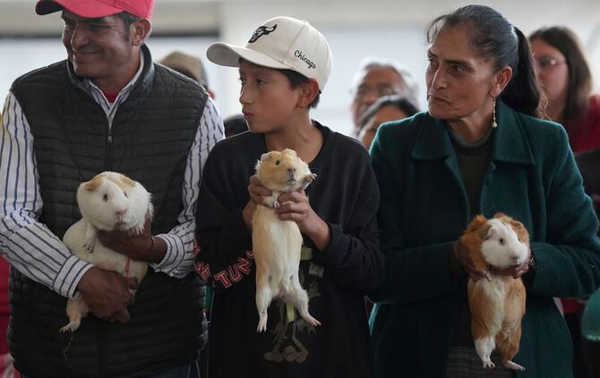 Meerschweinchenrennen in Ecuador