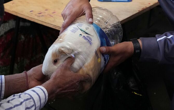 Meerschweinchenrennen in Ecuador