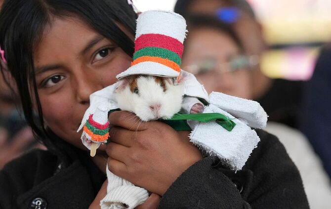 Meerschweinchenrennen in Ecuador