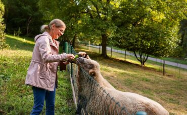 Die Schafe gehören den Sommer über auch zum Vereinsleben im Hasenköhl in Pfahlbronn, erzählt Nicole Massak.