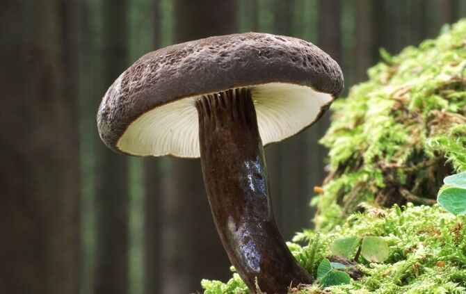 Der Schwarzkopf-Milchling ist "Pilz des Jahres"