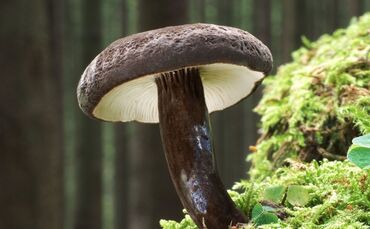 Der Schwarzkopf-Milchling ist "Pilz des Jahres"