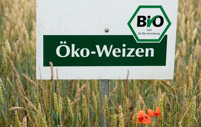 Öko-Weizen