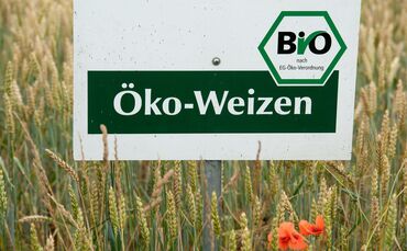 Öko-Weizen