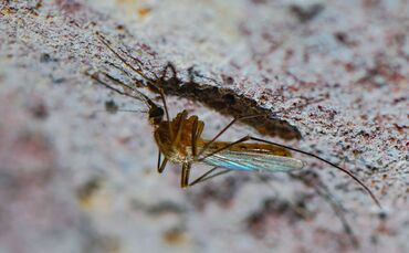Die heimische Culex-Mücke gilt als Hauptüberträger des Sindbis-Virus. (Archivbild)