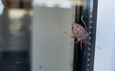Eine Stinkwanze krabbelt über eine Fensterscheibe.
