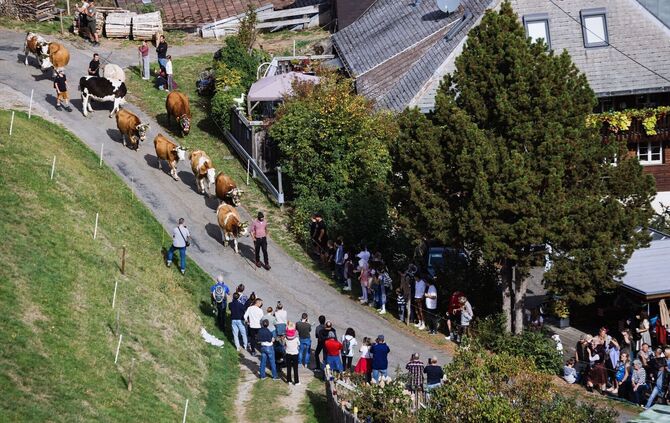 Traditioneller Viehabtrieb