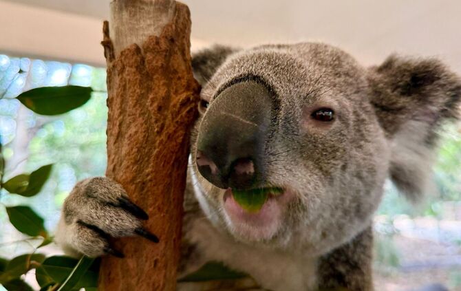 Koala-Schutzzentrum in Brisbane