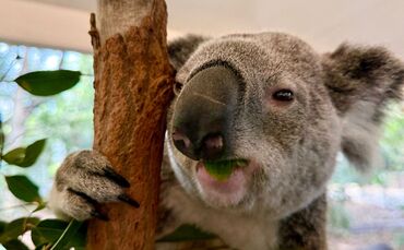 Koala-Schutzzentrum in Brisbane