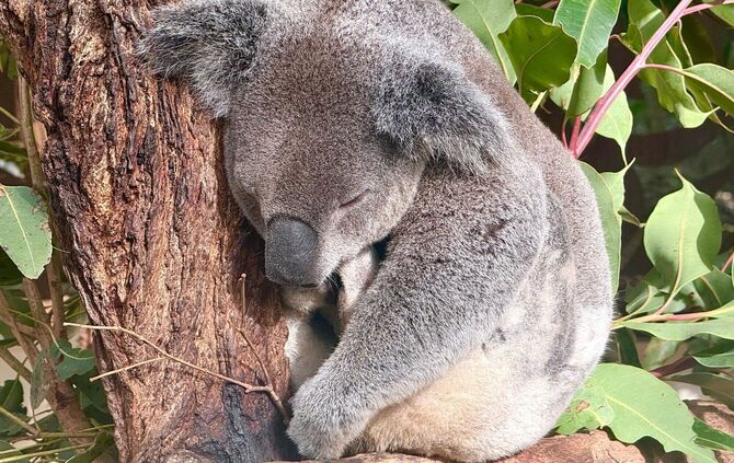 Koala-Schutzzentrum in Brisbane