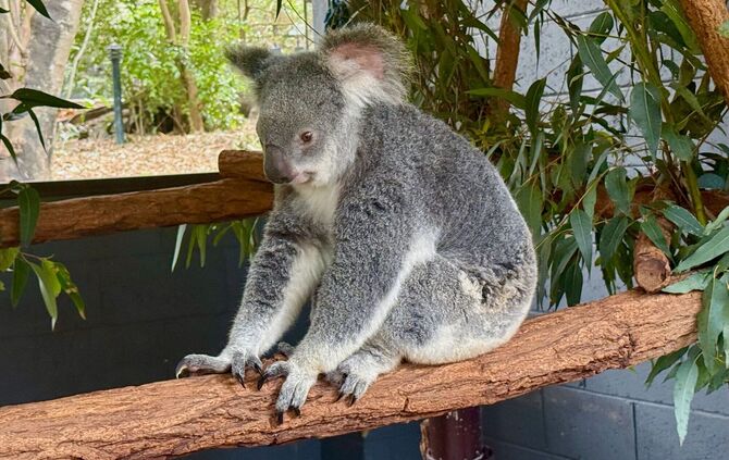 Koala-Schutzzentrum in Brisbane