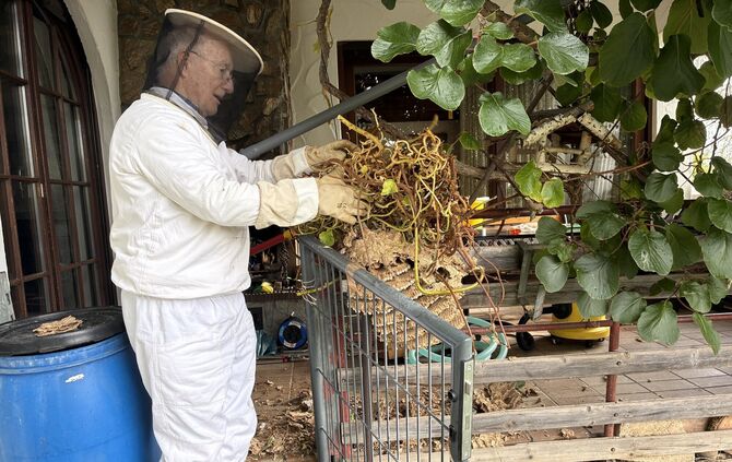 Wolfgang Gross sucht das Nest nach Königinnen ab.